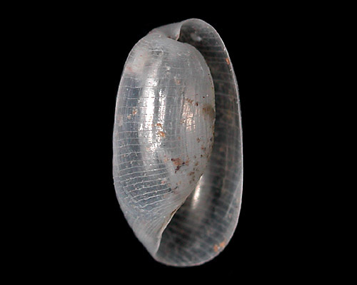 Liloa mongii: shell
