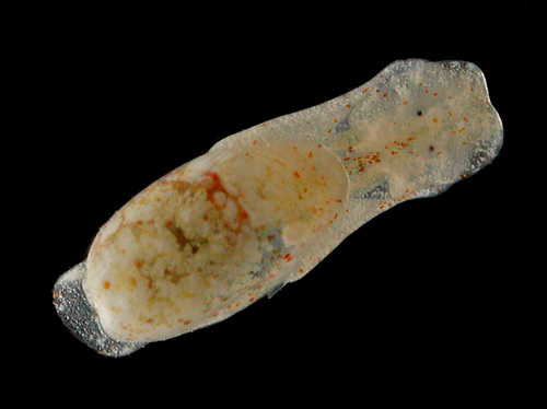 Liloa mongii: young, 3 mm, no striae