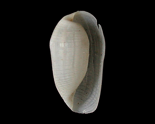 Liloa porcellana: atypical shell