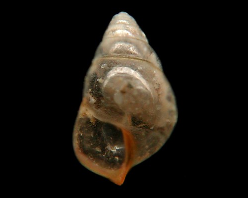 Limacina bulimoides: shell