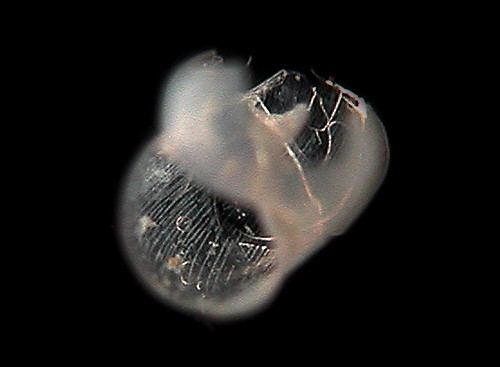 Limacina trochiformis: striate