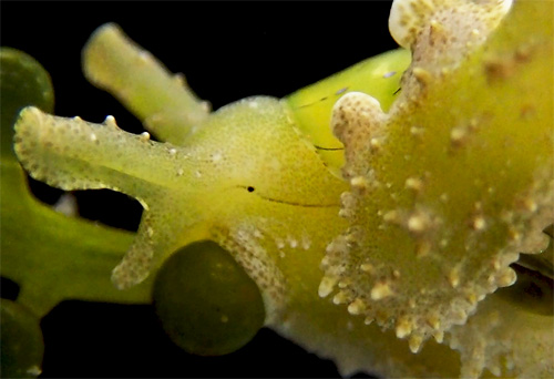 Lobiger viridis: feeding, detail