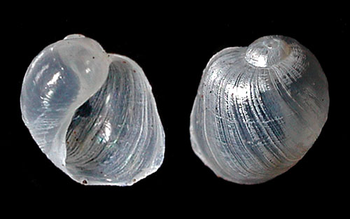 Marseniopsis sp. #1: shell