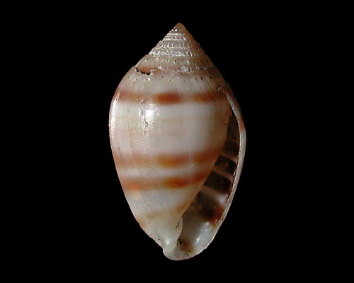 Melampus sp. #1: shell