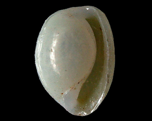 Mimatys fukuokaensis: shell