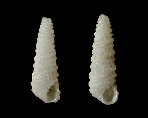 Miralda paulbartschi: shell