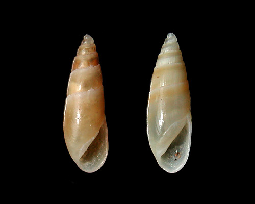 Nesiodostomia quinta: shell, small form