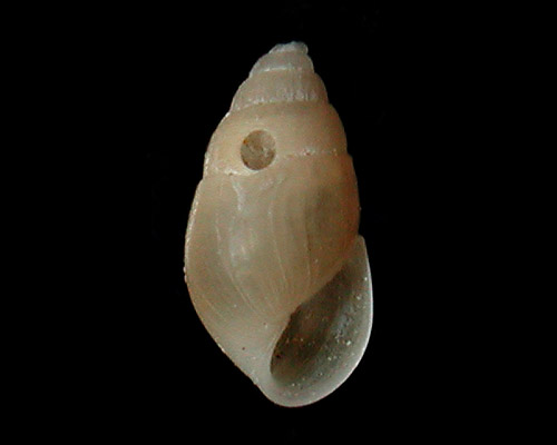 Odostomia rosacea: young shell