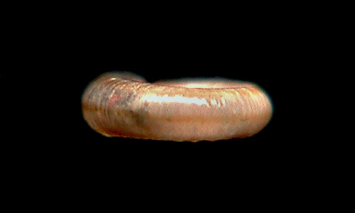 Omalogyra japonica: shell periphery