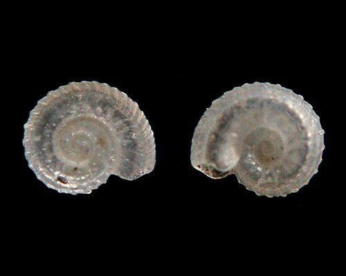 Orbitestella cf. bermudezi: shell