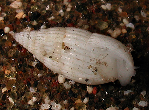 Otopleura mitralis: underside