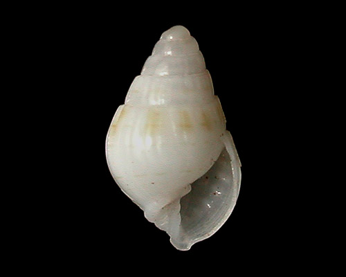 Otopleura mitralis: young shell