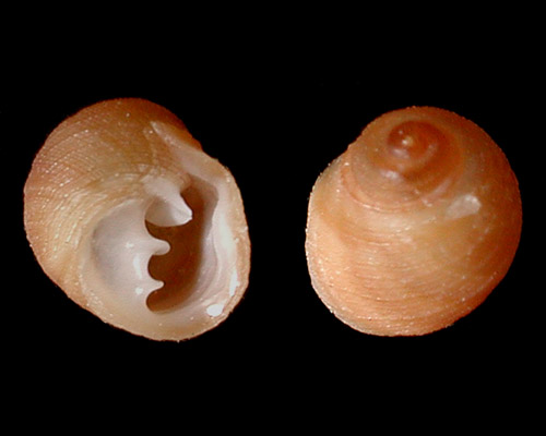 Pedipes sandwicensis: shell