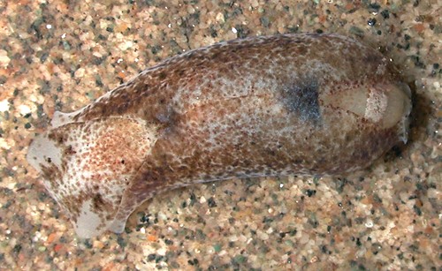 Phanerophthalmus perpallidus: brown