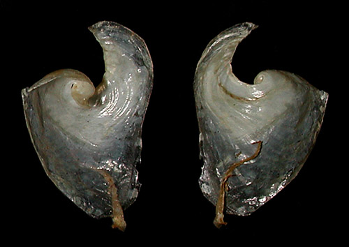 Philinopsis speciosa: shell