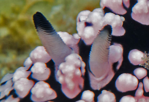 Phyllidiopsis fissurata: rhinophores, extended