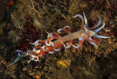 Phyllodesmium poindimiei