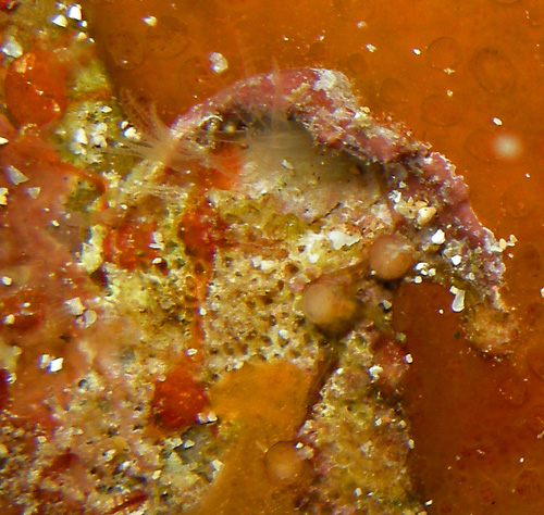 Phyllodesmium sp #1: possible food octocoral
