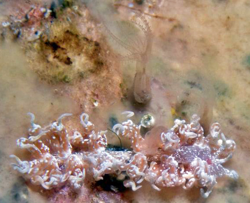 Phyllodesmium sp #1: possibly feeding on subtidal octocoral