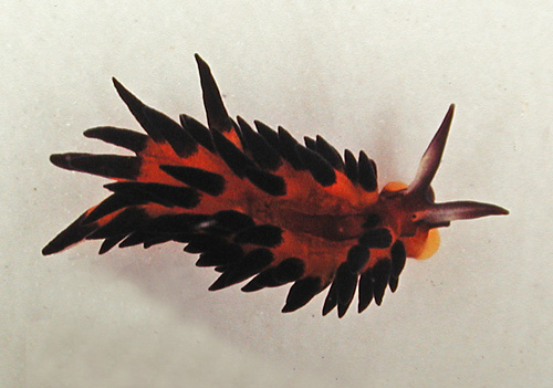 Placida kevinleei