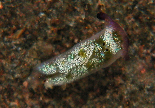 Plakobranchus ocellatus: young, 1 mm