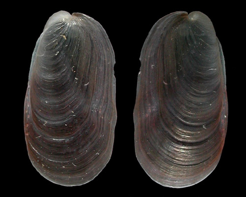 Pleurehdera harald: shell