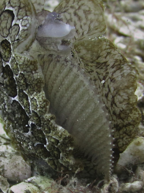 Pleurobranchus forskalii: gill, detail