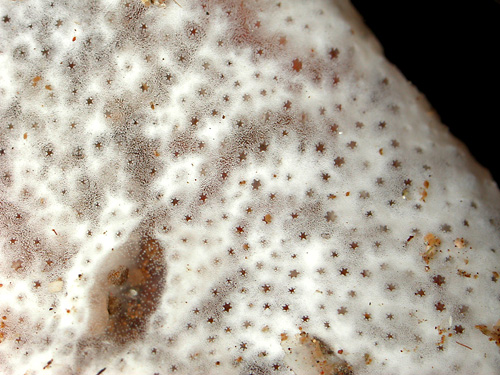 Pleurobranchus forskalii: possible food tunicate