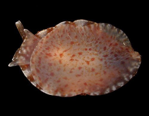 Pleurobranchus forskalii: underside, young