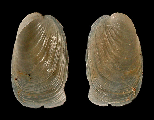 Pleurobranchus forskalii: shell