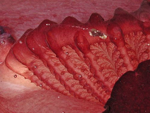 Pleurobranchus forskalii: gill detail, underside