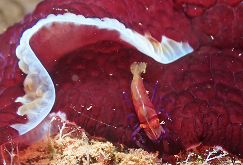Pleurobranchus grandis: with shrimp