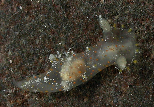 Plocamopherus maculatus: young, 5.5 mm