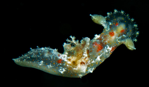 Plocamopherus maculatus: swimming