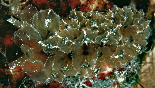 Polybranchia samanthae
