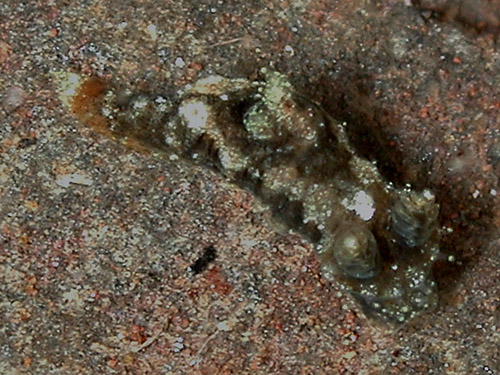 Polycera japonica: dark