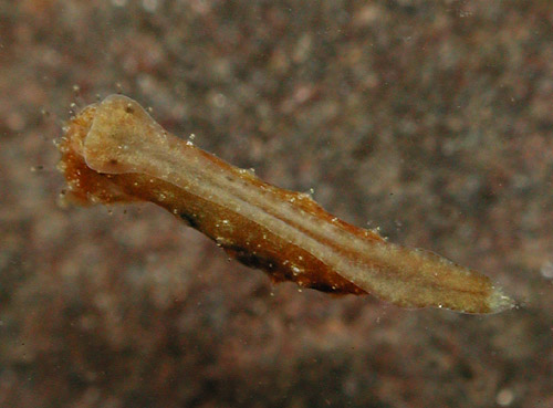 Polycera japonica: underside