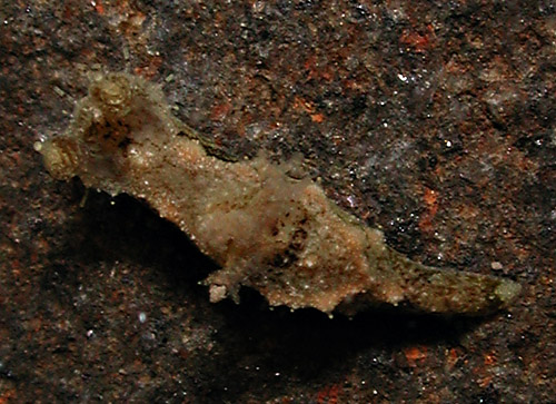 Polycera japonica: large