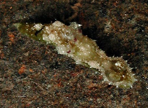 Polycera japonica: olive