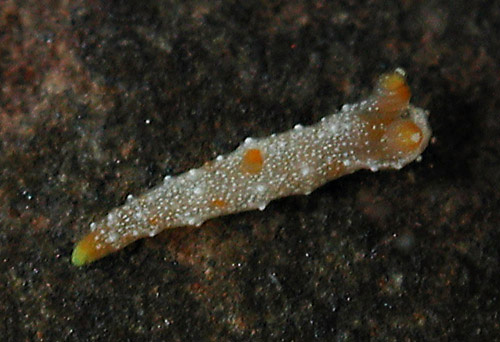 Polycera sp. #1: young, 2 mm