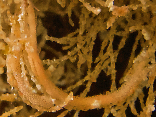 Polycera sp. #1: egg mass, detail