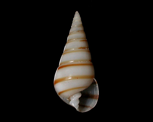 Pyramidella dolabrata: mature shell
