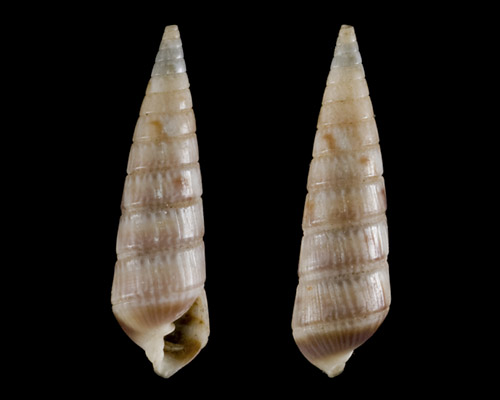 Pyramidella insularum: shell