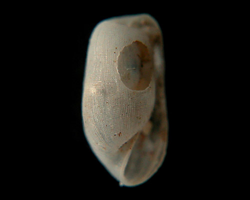 Retusa sp. #2: shell