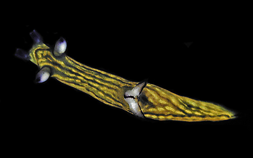 Roboastra gracilis: on black