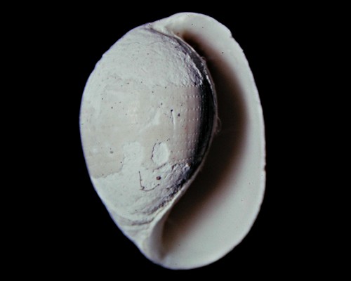 Roxania(?) calcarea: shell