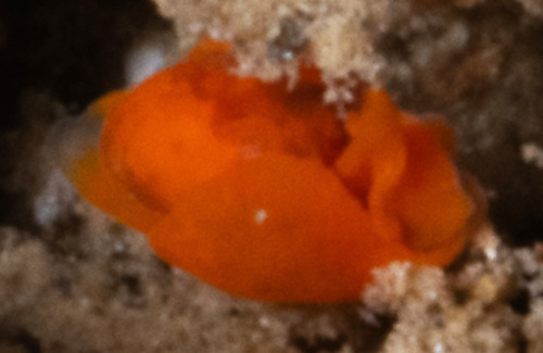 Sagaminopteron pohnpei: orange form, rear