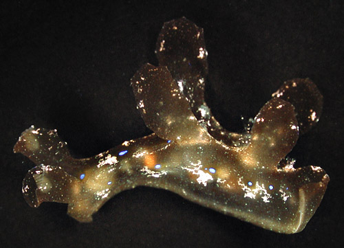 Scyllae sp. #1: side, translucent