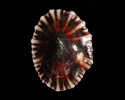 Siphonaria normalis: shell interior