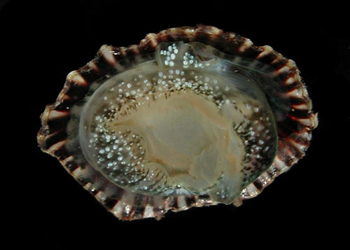 Siphonaria normalis: underside
